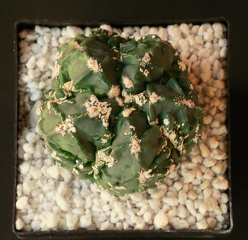 Astrophytum myriostigma cv Fukuryu